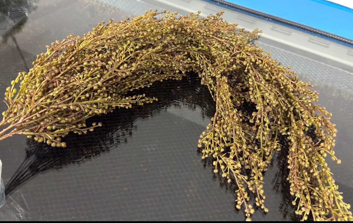 Olive berry bush